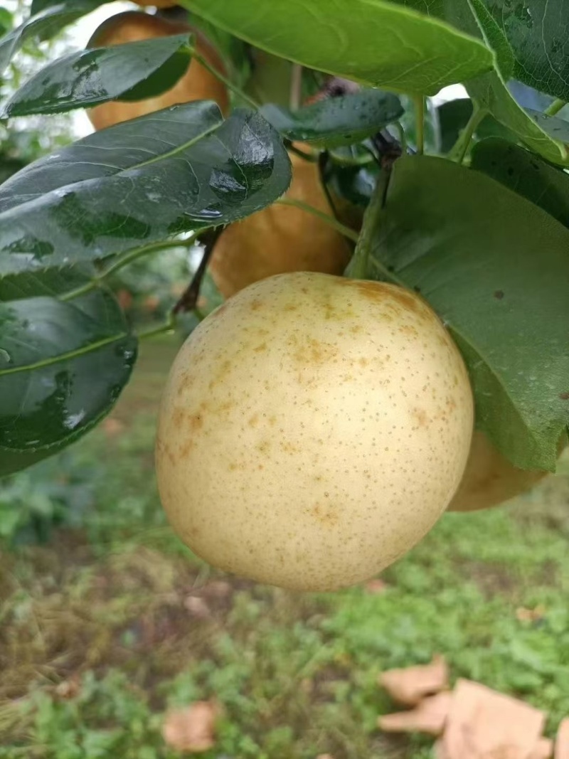 连洲水晶梨