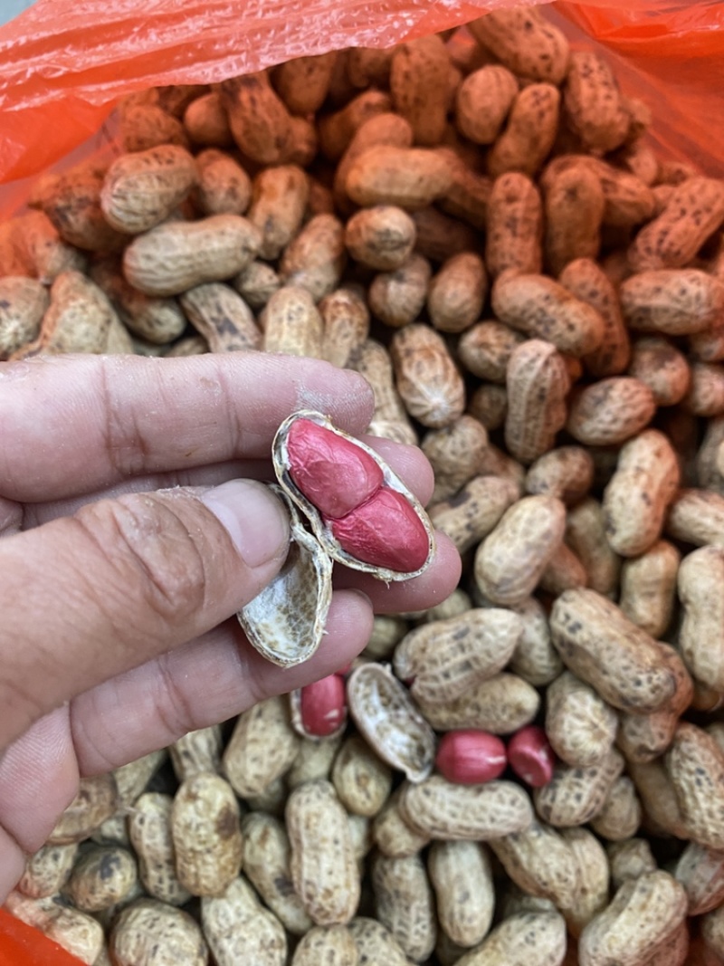 农家红衣鲜花生，壳薄豆仁饱满