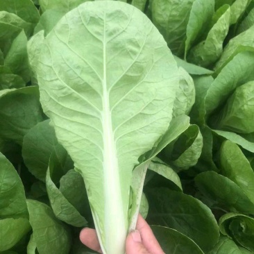 山东精品上海青小油菜快菜诚信合作欢迎看货洽谈！！