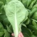 山东精品上海青小油菜快菜诚信合作欢迎看货洽谈！！