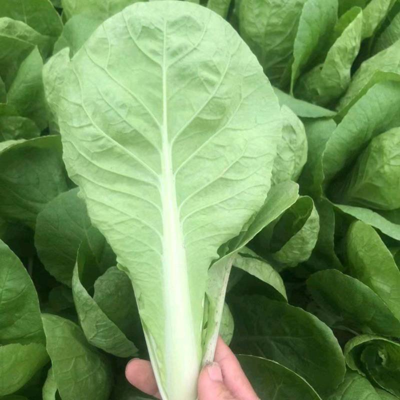 山东精品上海青小油菜快菜诚信合作欢迎看货洽谈！！