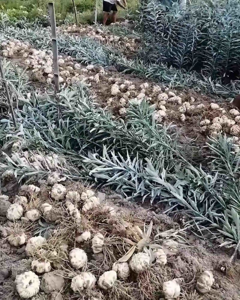 龙牙红干片菜百合龙牙种球