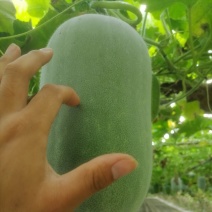 冬瓜大降价