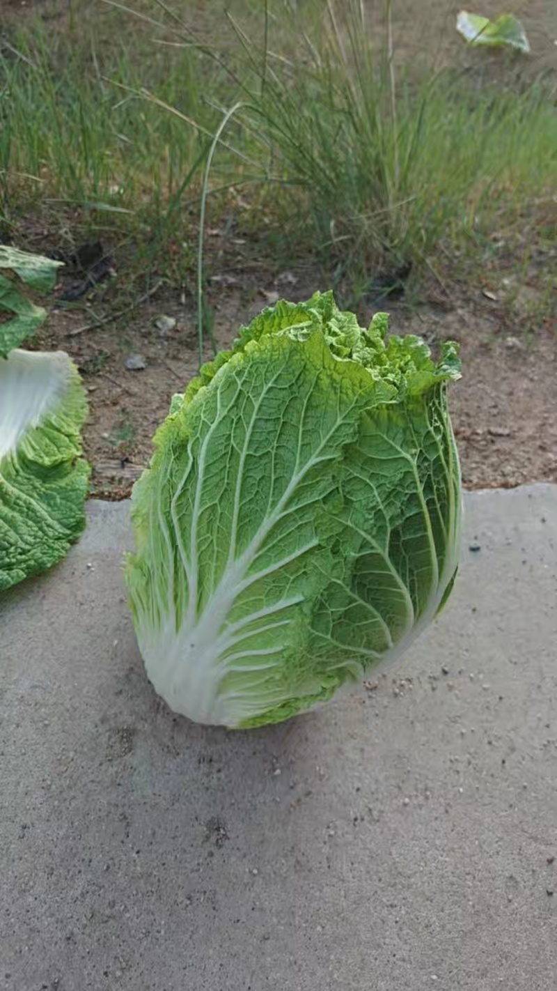 黄心大白菜万亩35吨整车发产地内蒙古无空心诚信经营
