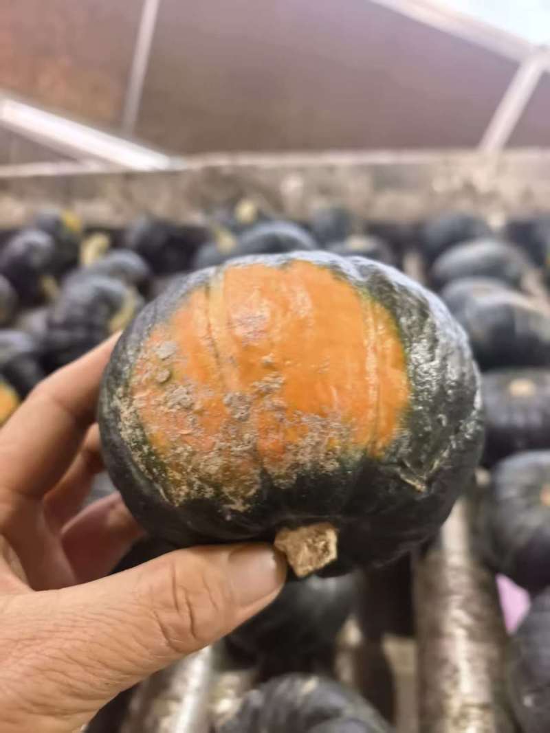 贝贝南瓜，好货好价，产区直发，大量有货，欢迎选购
