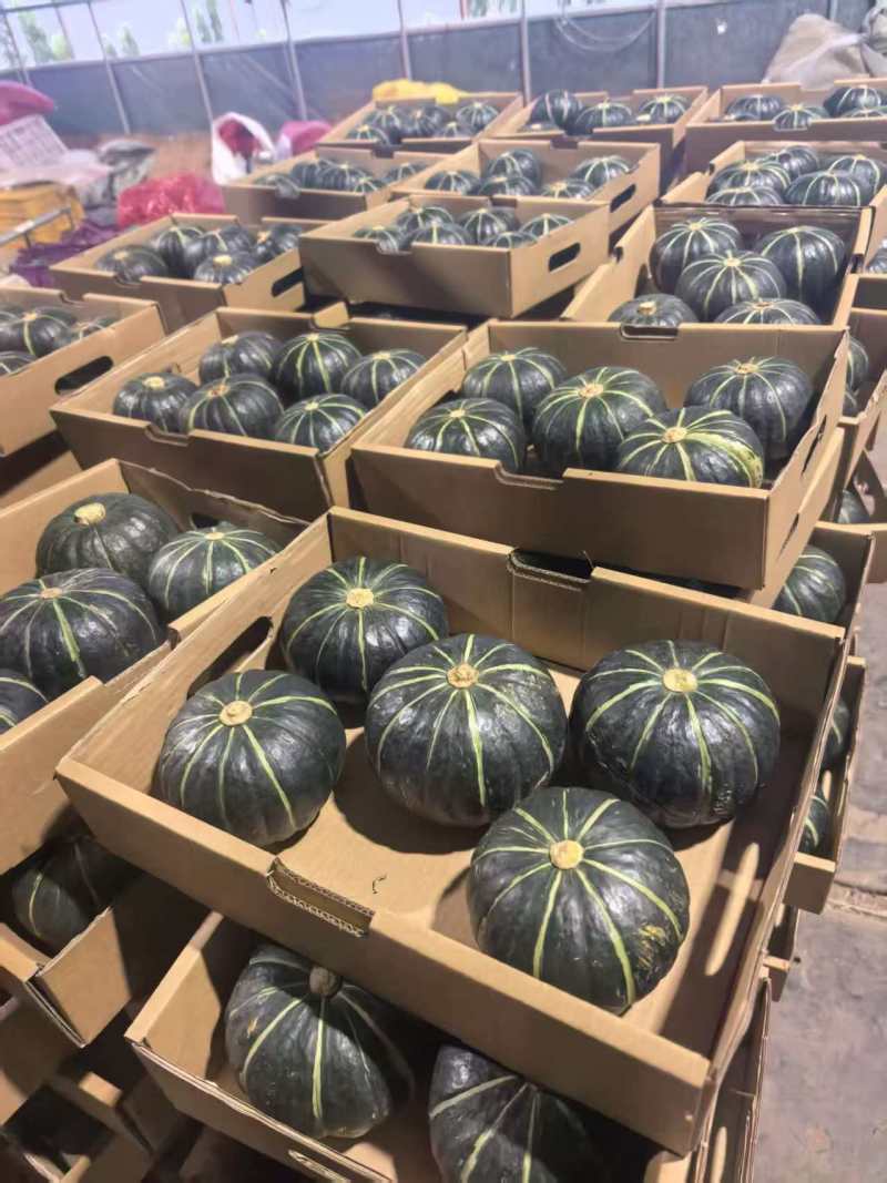一斤以上地爬子贝贝南瓜，产区直发，货源充足，欢迎选购