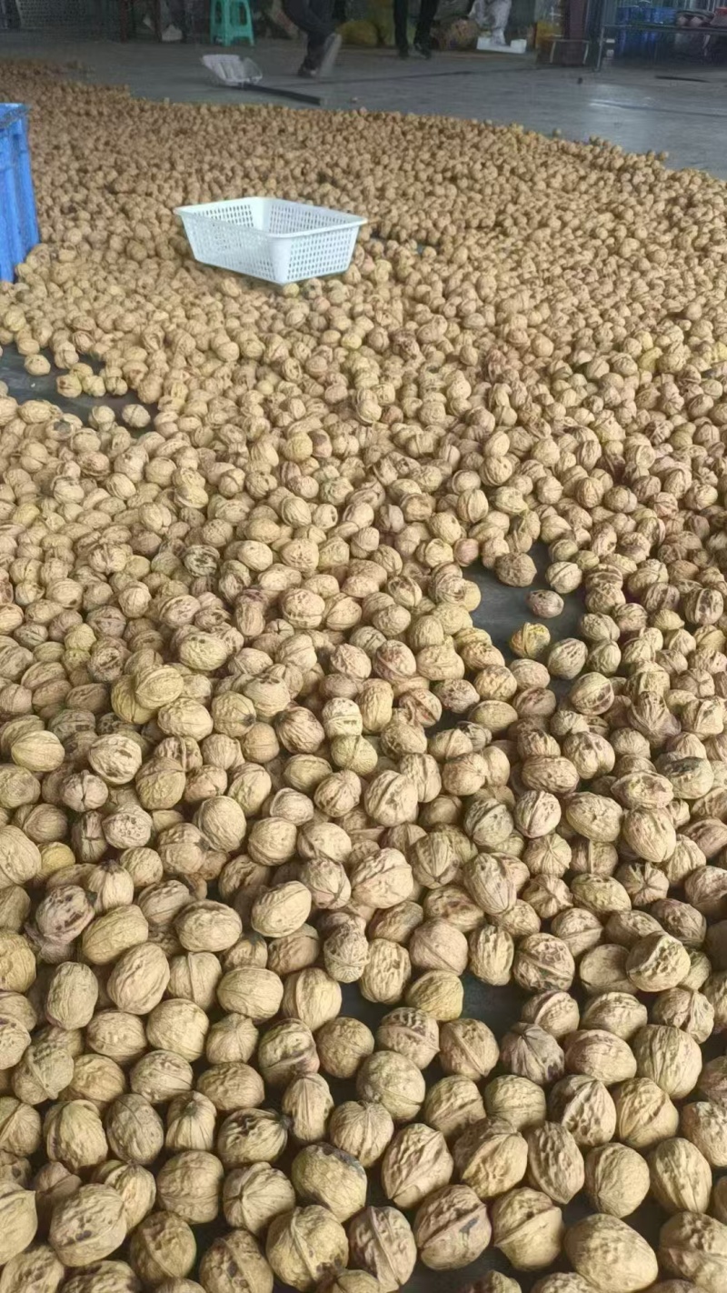 云南去皮薄皮核桃一件代发高山鲜果产地直发