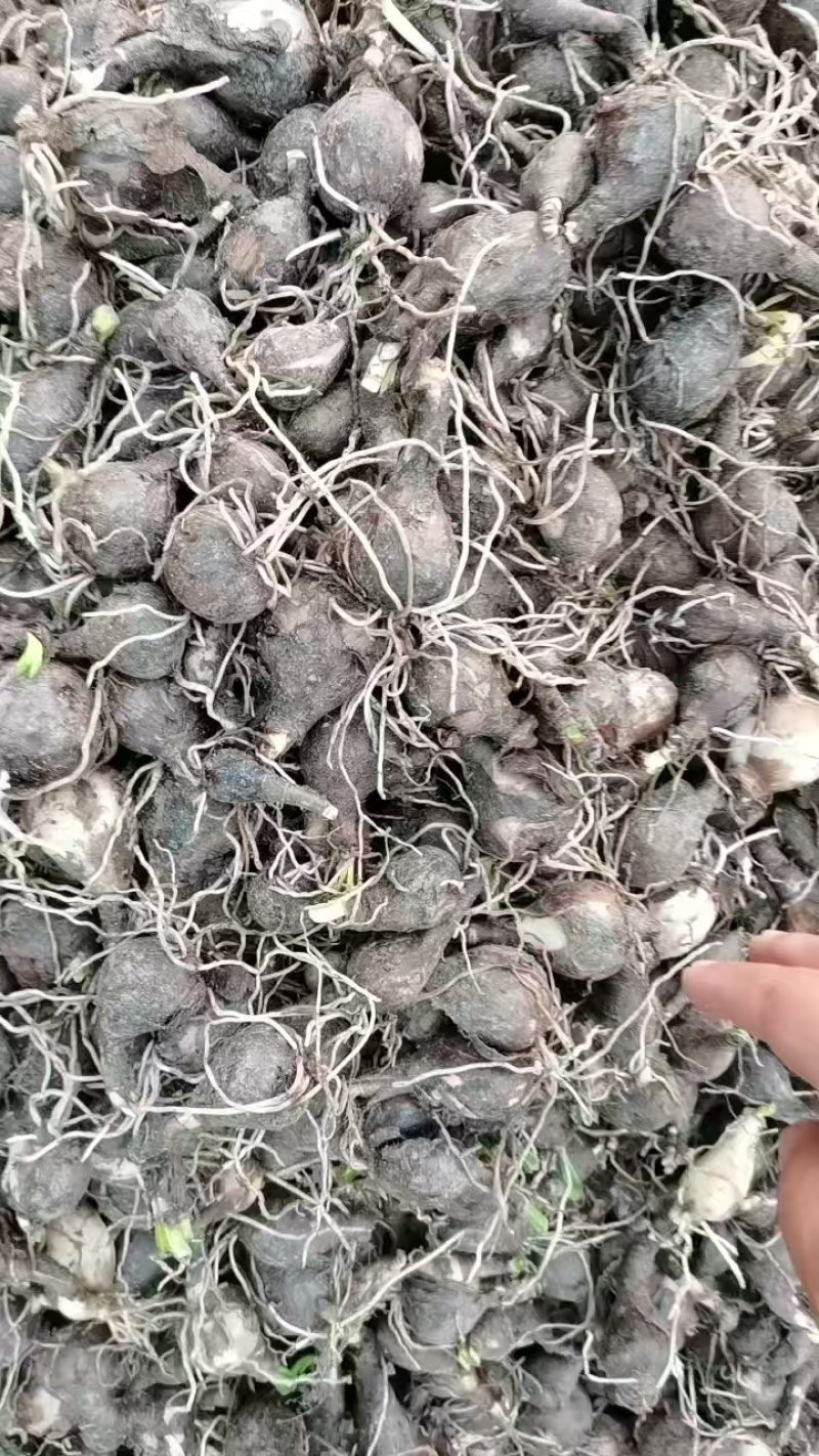 石蒜红花石蒜黄花石蒜工程用苗庭院绿化量大从优