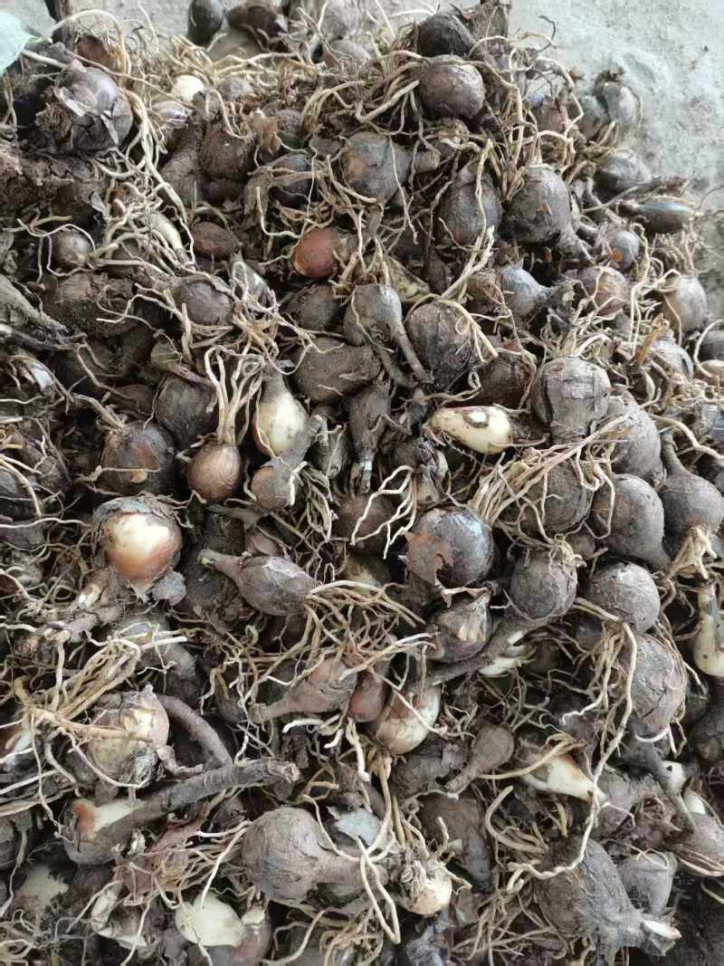 石蒜红花石蒜庭院绿化工程用苗量大从优一手货源