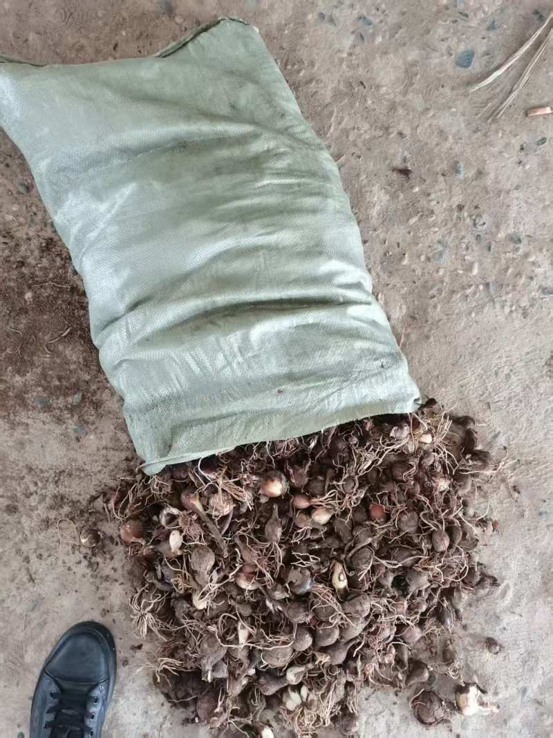 红花石蒜石蒜工程用苗庭院绿化苗一手货源量大从