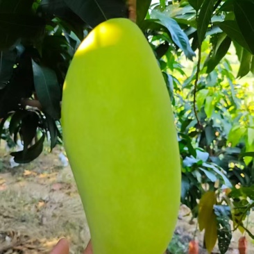 攀枝花金煌芒果/产地直发/1件代发烘焙食品加工