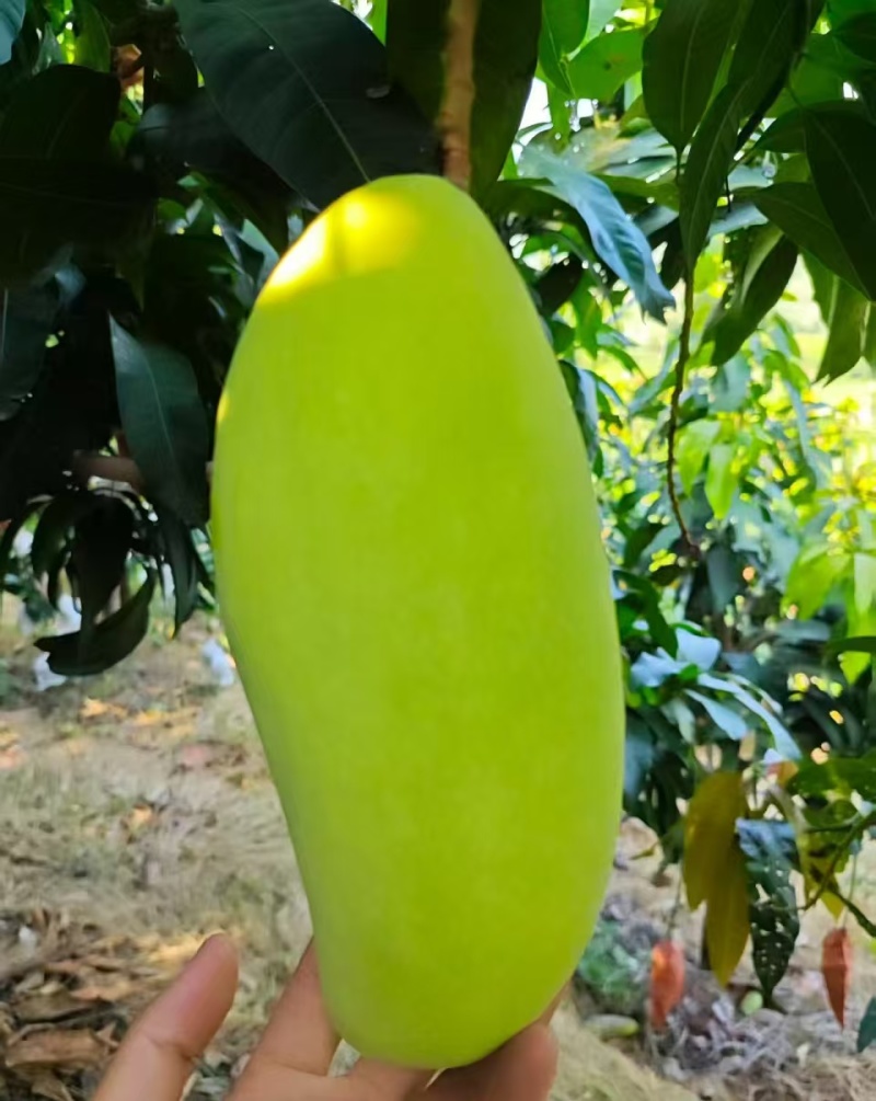 攀枝花金煌芒果/产地直发/1件代发烘焙食品加工