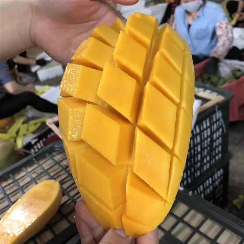 攀枝花金煌芒果/产地直发/1件代发烘焙食品加工