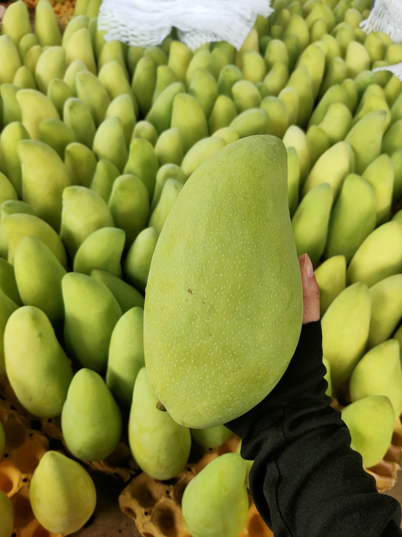 攀枝花金煌芒果/产地直发/1件代发烘焙食品加工