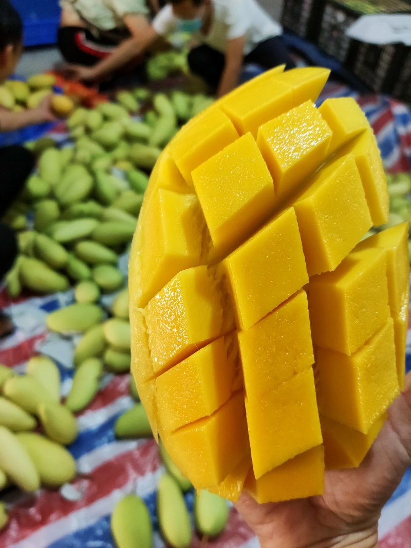 攀枝花金煌芒果/产地直发/1件代发烘焙食品加工