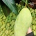 攀枝花金煌芒果/产地直发/1件代发烘焙食品加工