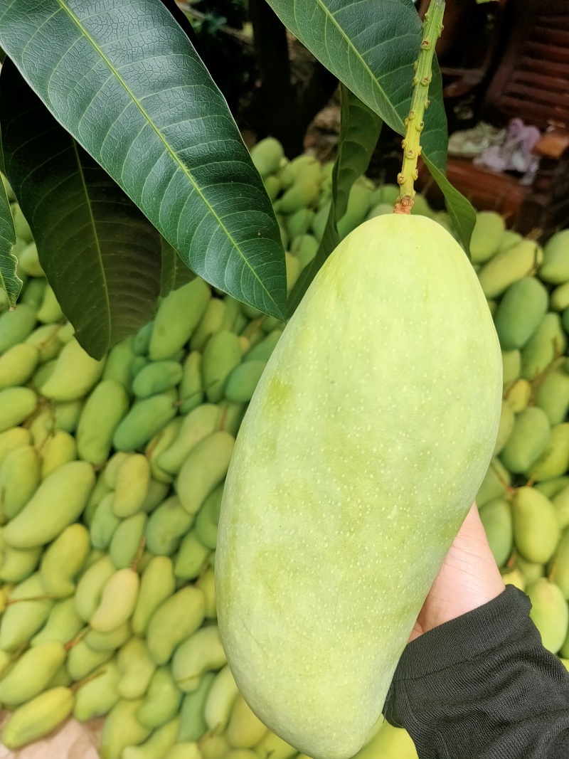 攀枝花金煌芒果/产地直发/1件代发烘焙食品加工