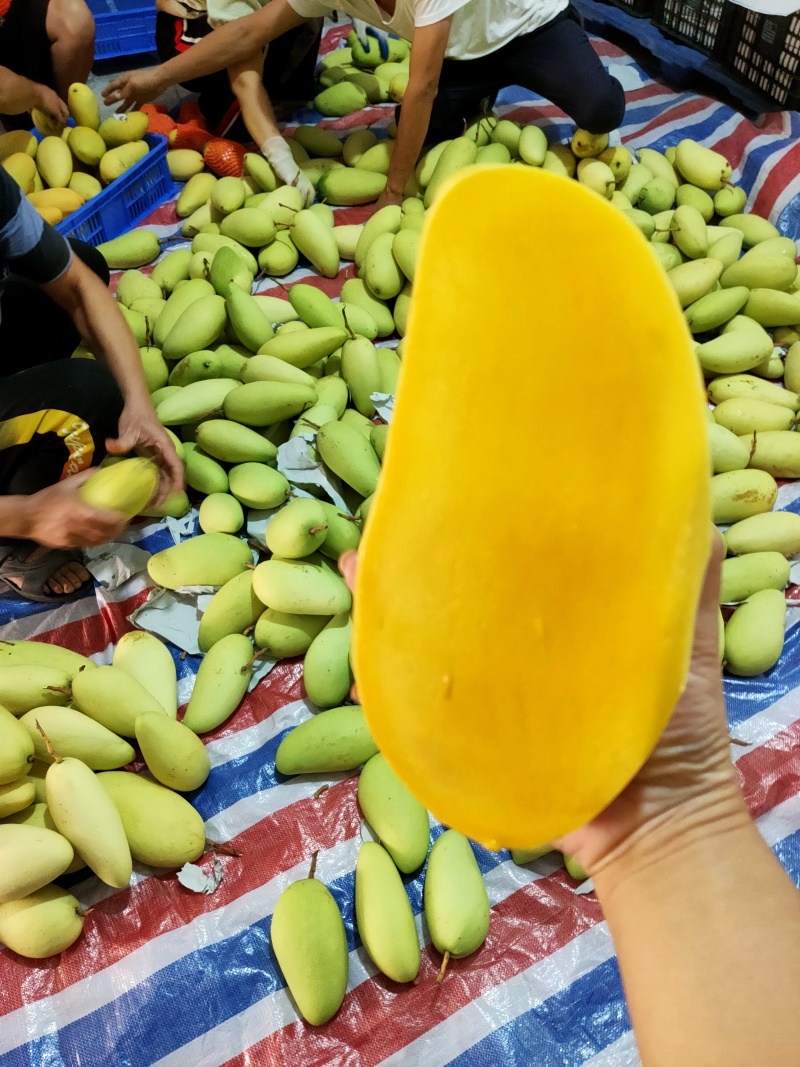 攀枝花金煌芒果/产地直发/1件代发烘焙食品加工