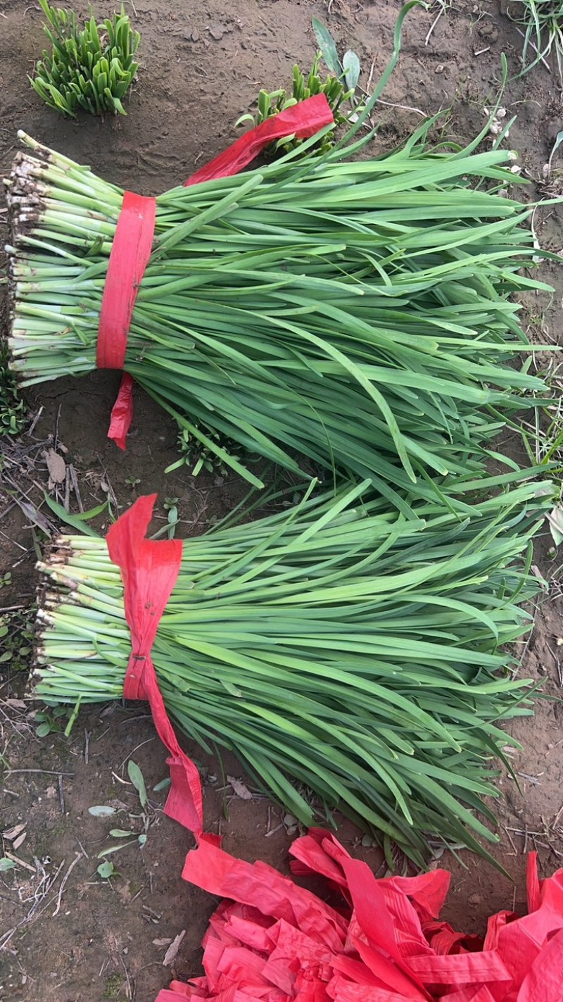 韭菜韭苔一站式生鲜货源精品韭苔商用韭菜批发