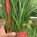 韭菜韭苔一站式生鲜货源精品韭苔商用韭菜批发