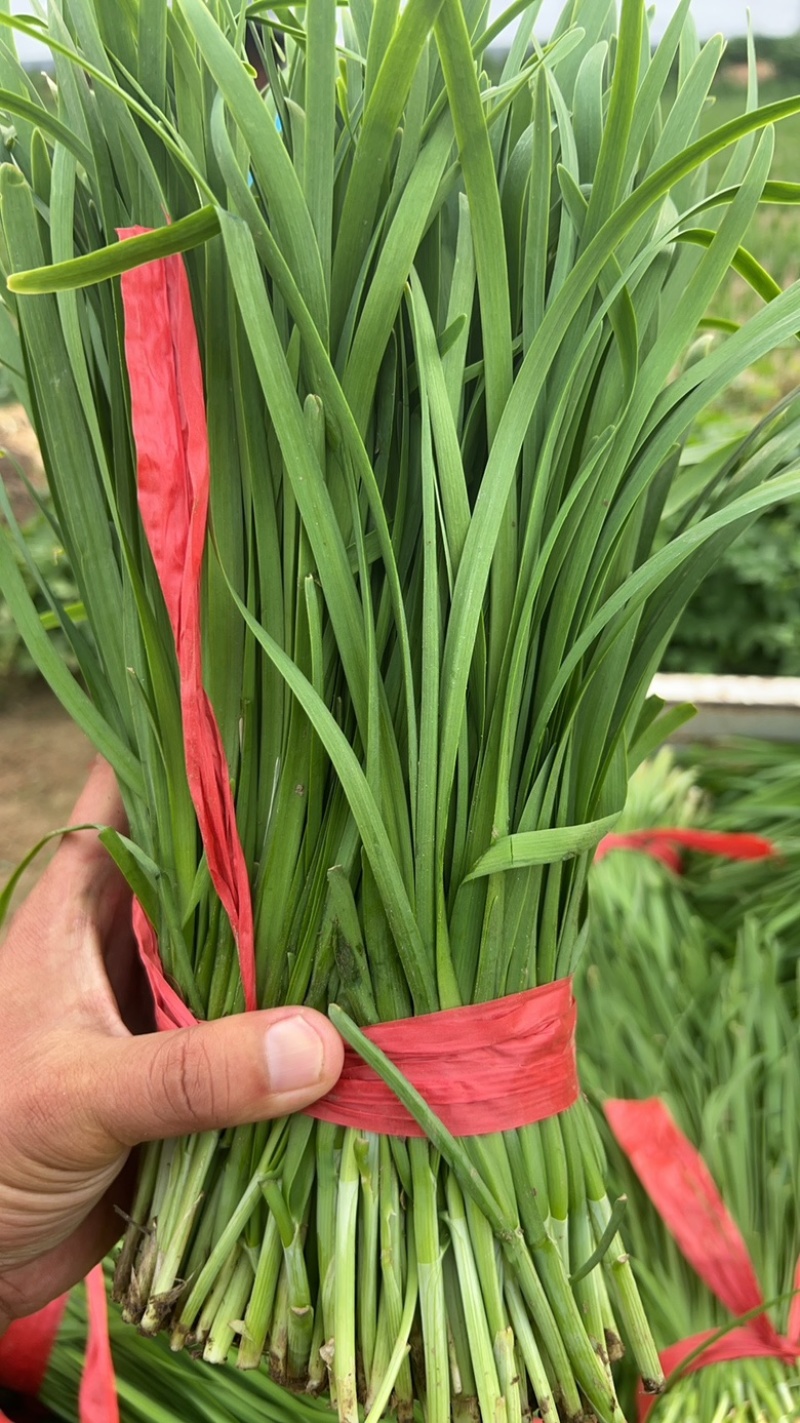 韭菜韭苔一站式生鲜货源精品韭苔商用韭菜批发