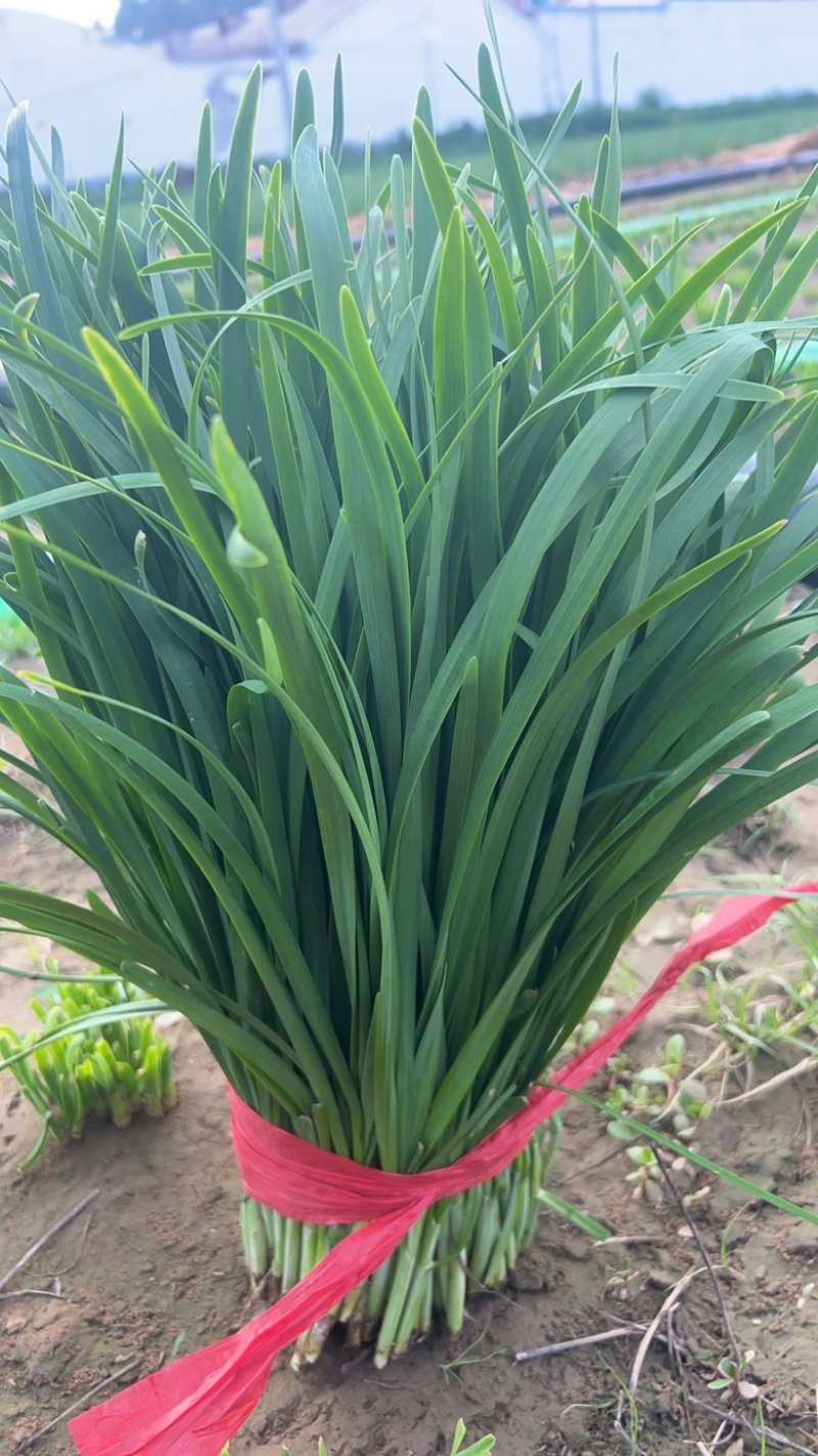 韭菜韭苔一站式生鲜货源精品韭苔商用韭菜批发
