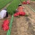韭菜韭苔一站式生鲜货源精品韭苔商用韭菜批发
