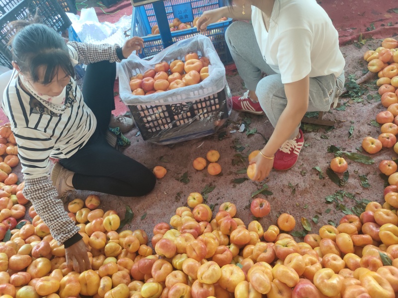 黄金油盘桃7-7，油盘七产地直供，现摘现发大量供应
