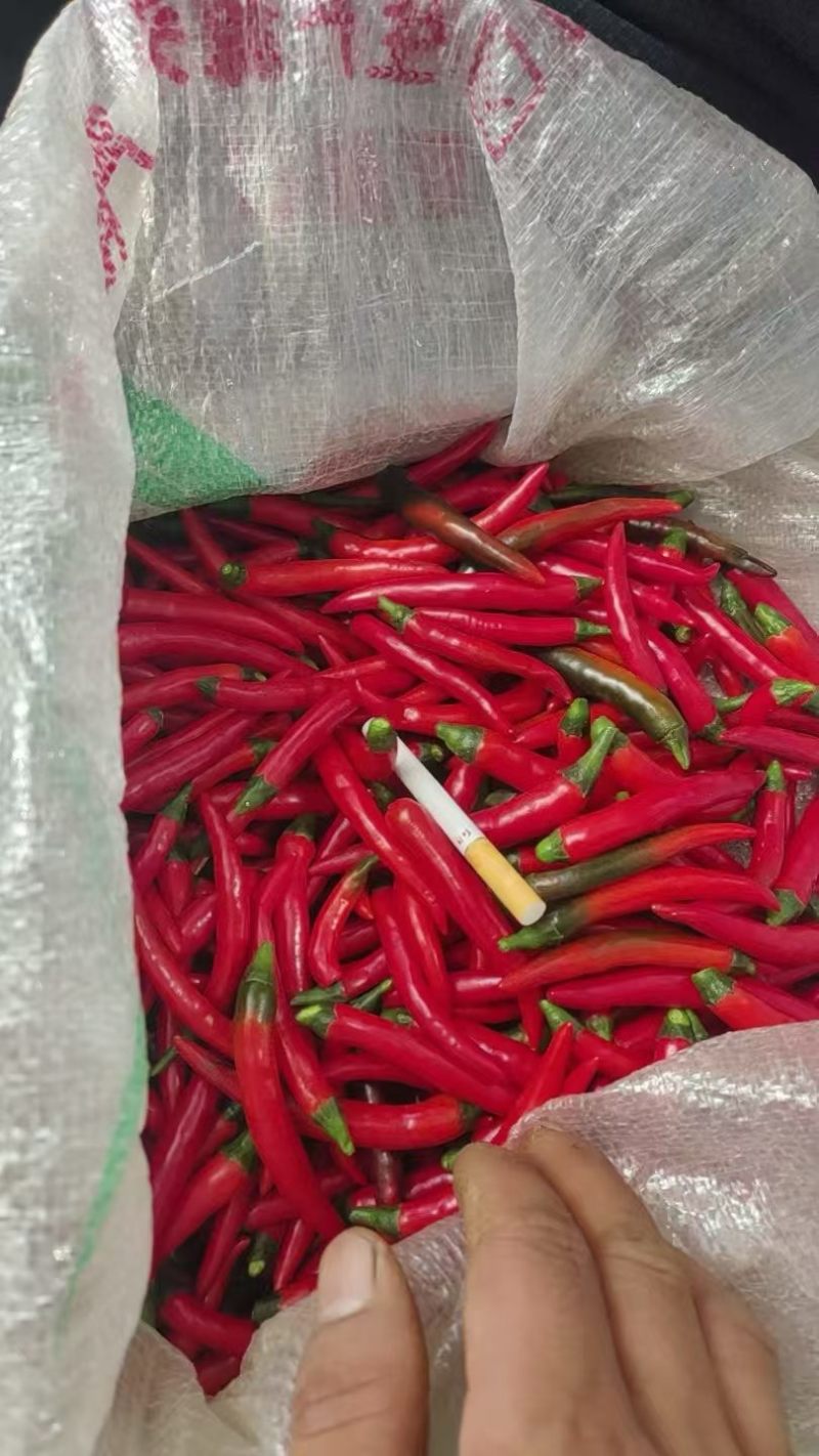 云南人工剪把红小米，