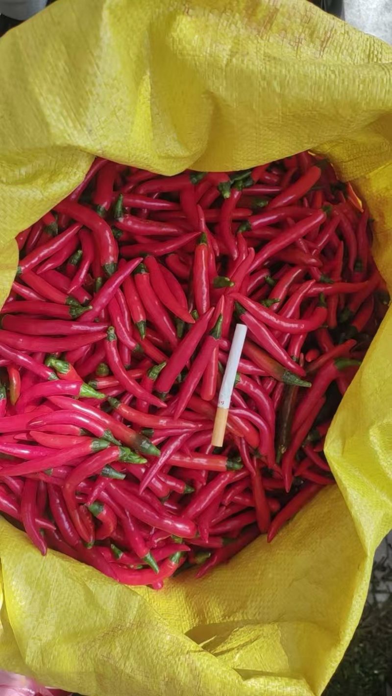 云南人工剪把红小米，