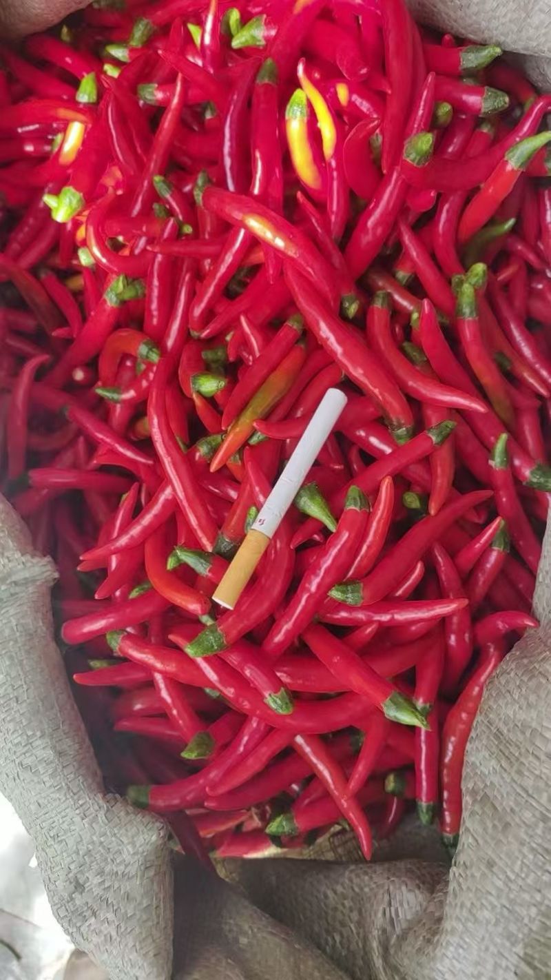 云南人工剪把红小米，