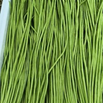 湖北利川高山新苗豇豆大量上市欢迎全国各地的采购商洽谈