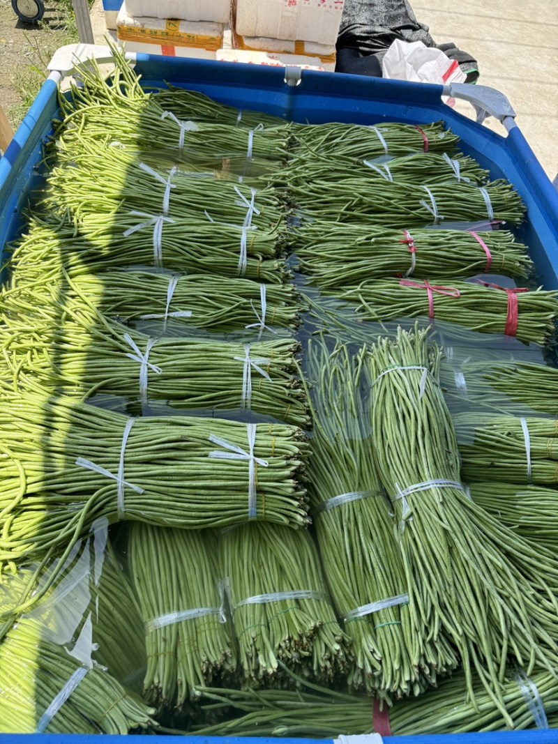 湖北利川高山新苗豇豆大量上市欢迎全国各地的采购商洽谈