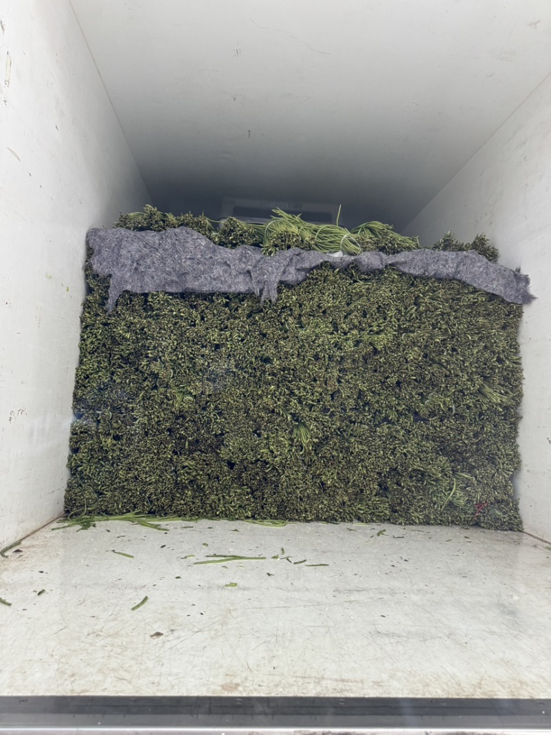 湖北利川高山新苗豇豆大量上市欢迎全国各地的采购商洽谈