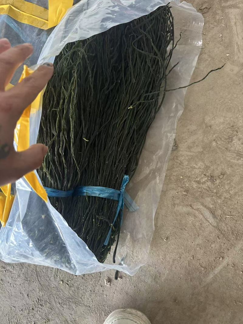 精品绿条