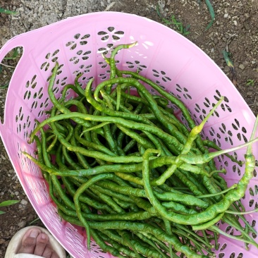 青鲜椒