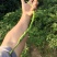青鲜椒