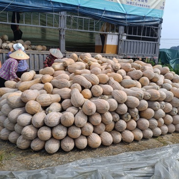 重庆坡地南瓜
