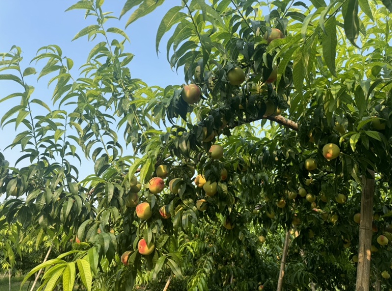 毛桃，惊红，绿化九，九宝。