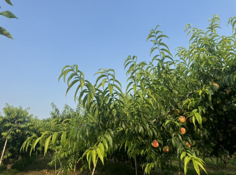毛桃，惊红，绿化九，九宝。