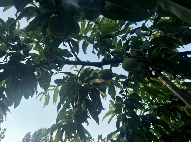 毛桃，惊红，绿化九，九宝。