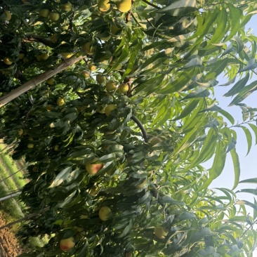 毛桃，惊红，绿化九，九宝。