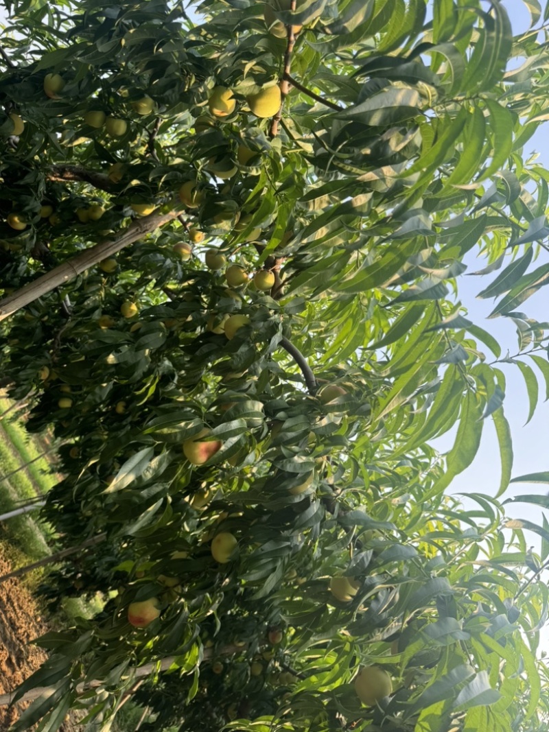 毛桃，惊红，绿化九，九宝。