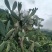 可食用水果仙人掌种片
