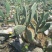 可食用水果仙人掌种片