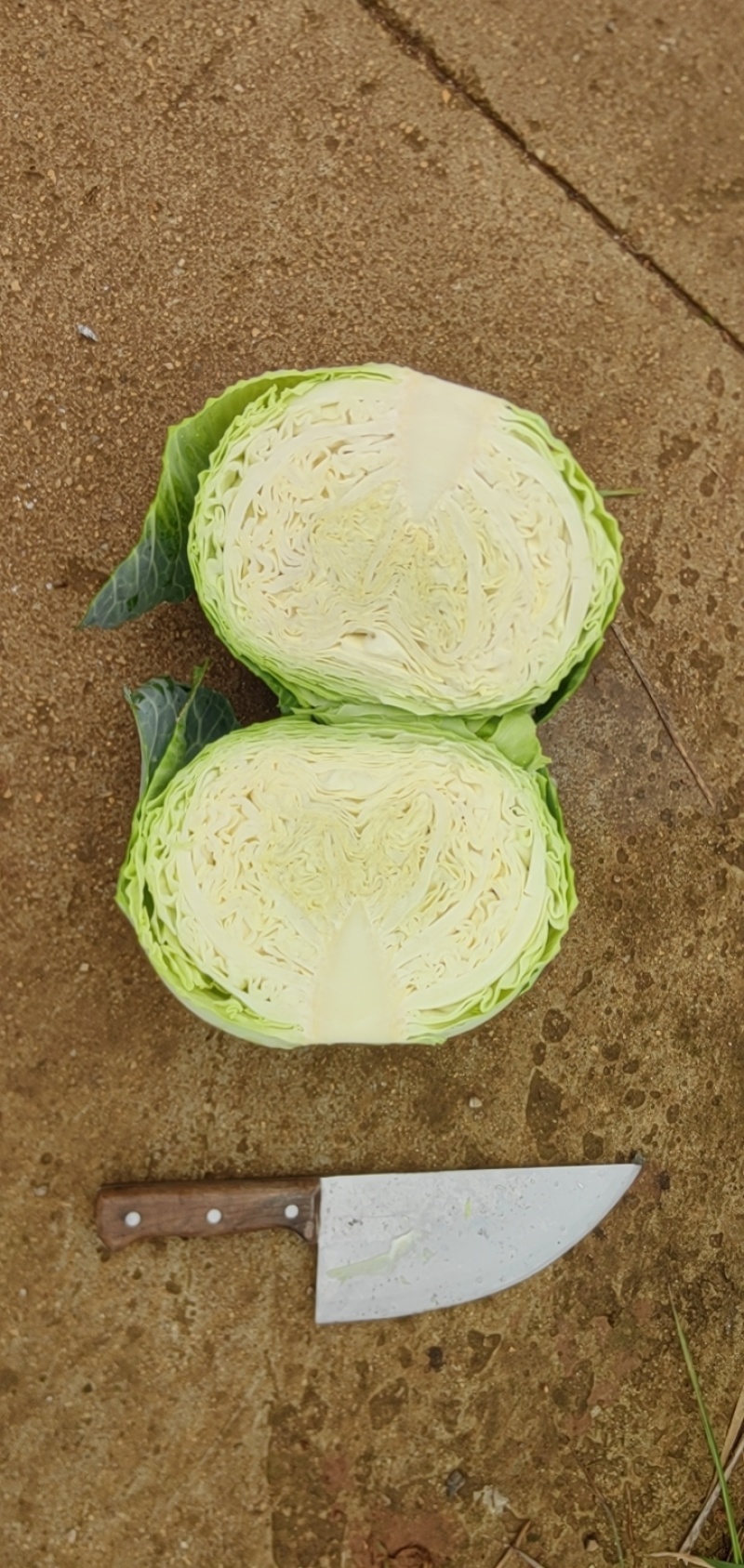贵州扁包菜大量出货工厂货，市场货，电商价格便宜