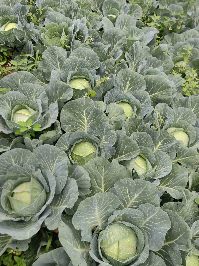 贵州扁包菜大量出货工厂货，市场货，电商价格便宜