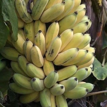 粉蕉小米蕉香蕉