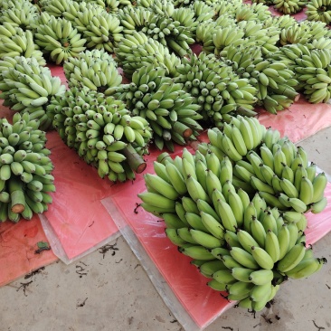广东高州粉蕉