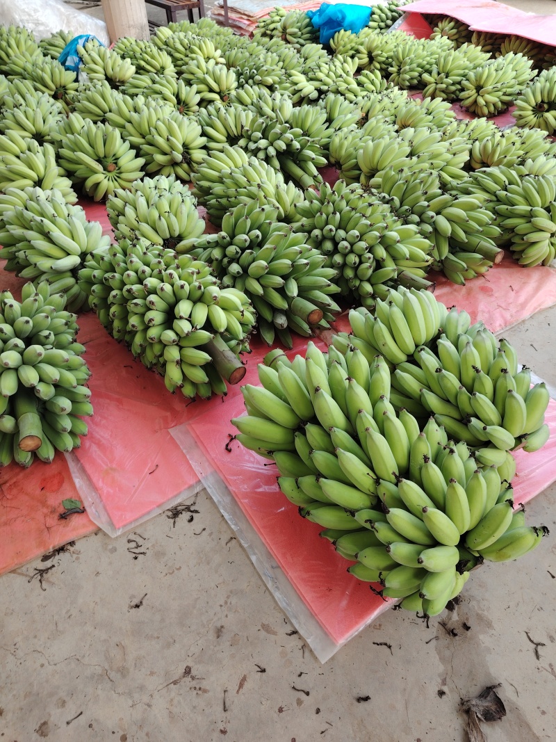 广东高州粉蕉